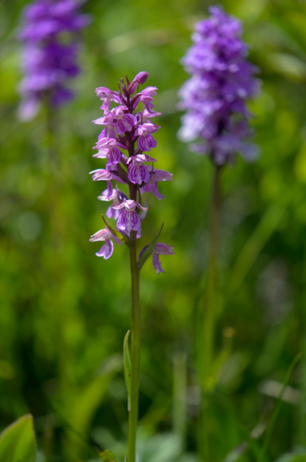 x Dactyloglossum mixtum (Asch. & Graebn.) Rauschert - Passo del Sempione